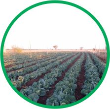 Crop Production