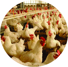 Animal Production